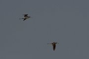 DPPhotography - Turkey - Marsh sandpiper - A