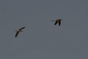 DPPhotography - Turkey - Marsh sandpiper - B