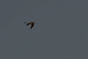 DPPhotography - Turkey - Marsh sandpiper - C