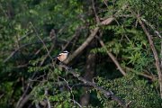 DPPhotography - Turkey - Masked shrike - B