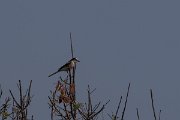 DPPhotography - Turkey - Masked shrike - C