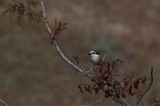 DPPhotography - Turkey - Masked shrike - D