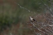 DPPhotography - Turkey - Masked shrike - E