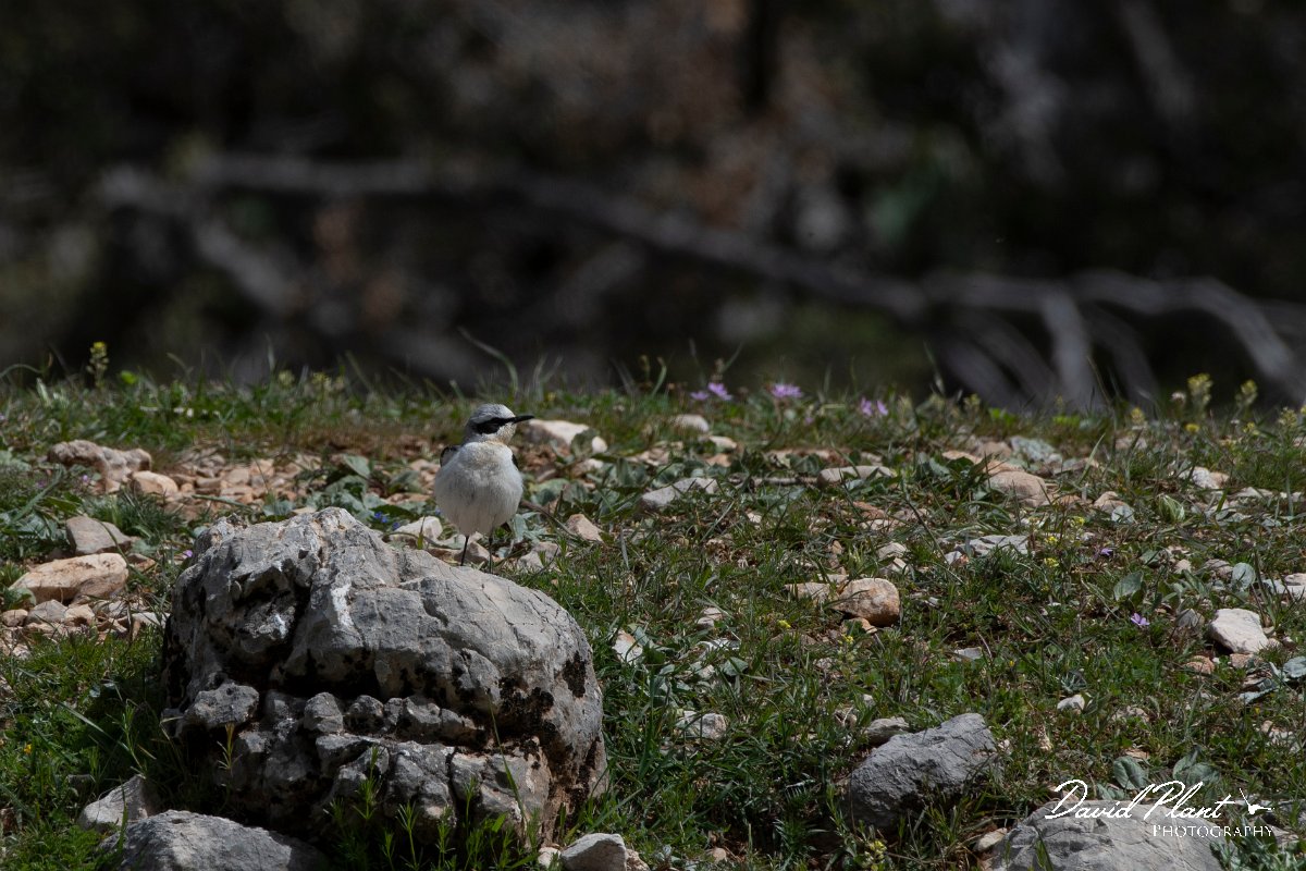 DPPhotography - Turkey - Northern wheatear - A.jpg - Northern wheatear - Cimikoy plateau, Antalya, Turkey