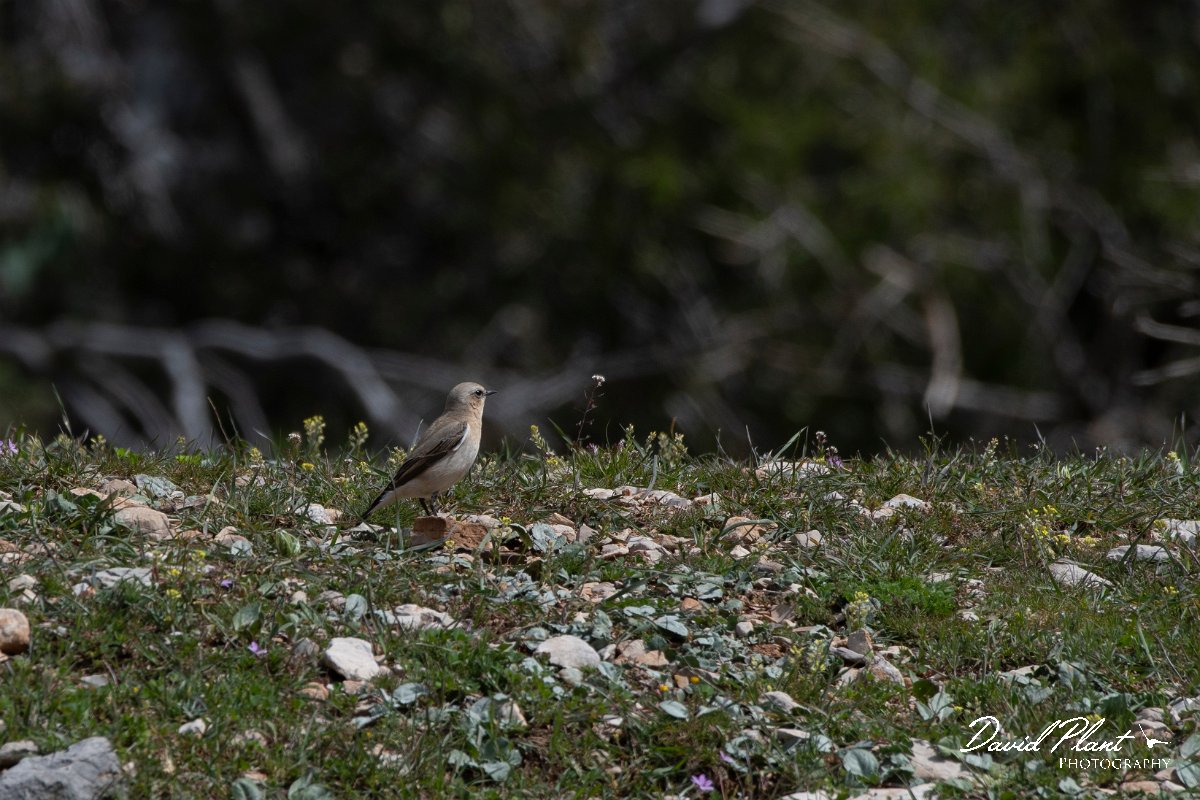 DPPhotography - Turkey - Northern wheatear - B.jpg - Northern wheatear - Cimikoy plateau, Antalya, Turkey