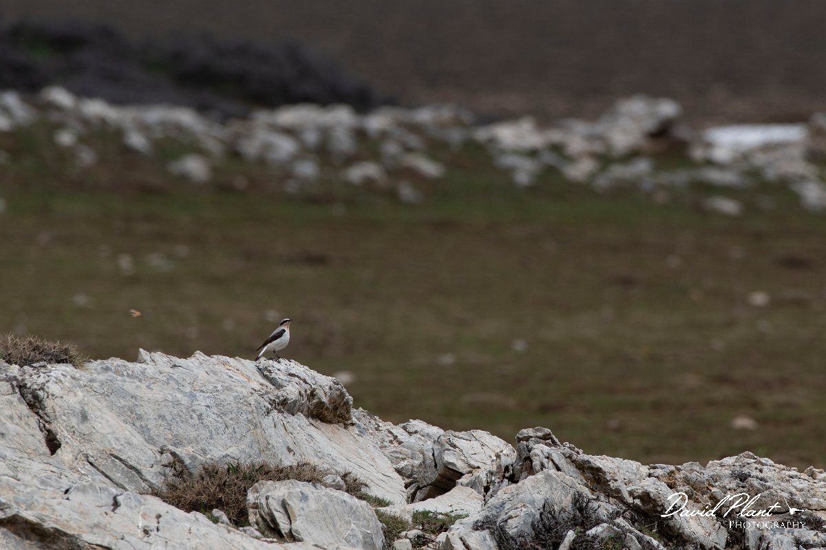 DPPhotography - Turkey - Northern wheatear - C.jpg - Northern wheatear - Cimikoy plateau, Antalya, Turkey