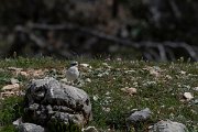 DPPhotography - Turkey - Northern wheatear - A