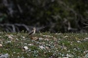 DPPhotography - Turkey - Northern wheatear - B