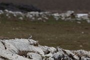 DPPhotography - Turkey - Northern wheatear - C