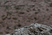 DPPhotography - Turkey - Northern wheatear - D