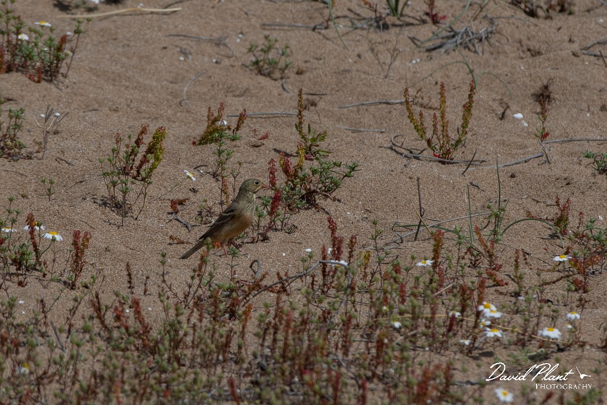 DPPhotography - Turkey - Ortolan bunting - B.jpg - Ortolan bunting - Side Ruins, Antalya, Turkey