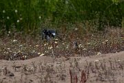 DPPhotography - Turkey - Ortolan bunting - A