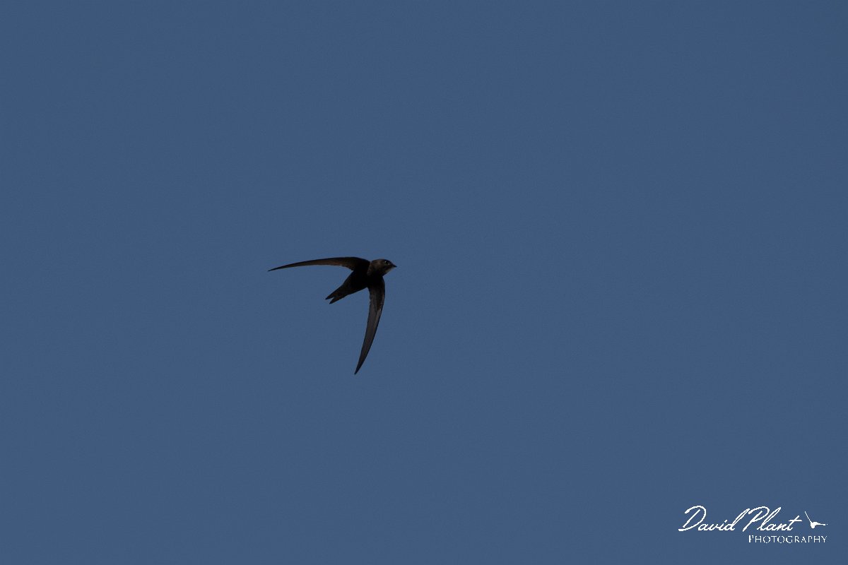 DPPhotography - Turkey - Pallid swift - A.jpg - Pallid swift - Side ruins, Antalya, Turkey