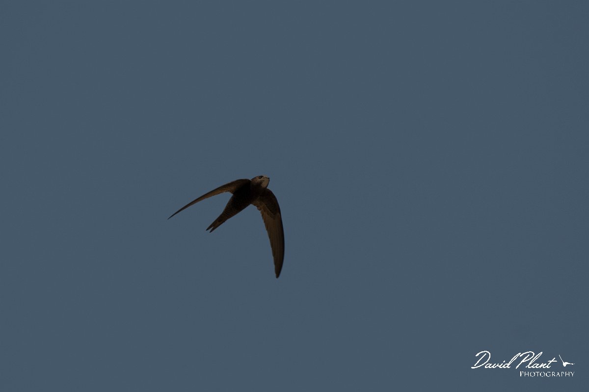 DPPhotography - Turkey - Pallid swift - B.jpg - Pallid swift - Side ruins, Antalya, Turkey