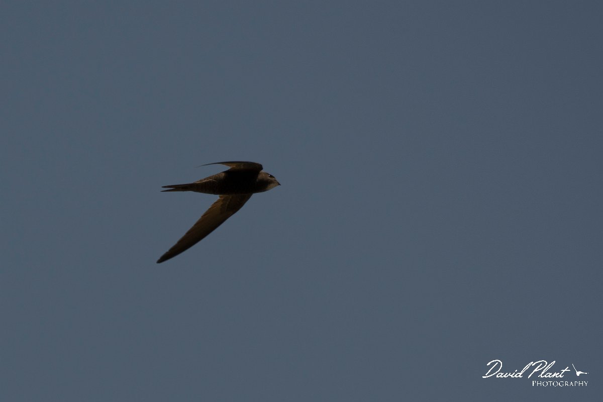 DPPhotography - Turkey - Pallid swift - D.jpg - Pallid swift - Side ruins, Antalya, Turkey