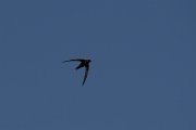 DPPhotography - Turkey - Pallid swift - A