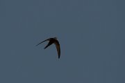DPPhotography - Turkey - Pallid swift - B