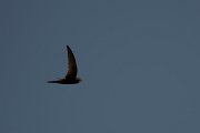 DPPhotography - Turkey - Pallid swift - C