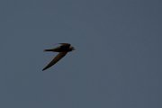 DPPhotography - Turkey - Pallid swift - D