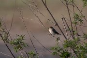 DPPhotography - Turkey - Pied flycatcher - A