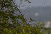 DPPhotography - Turkey - Pied flycatcher - B