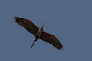 DPPhotography - Turkey - Purple heron - A