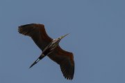 DPPhotography - Turkey - Purple heron - B