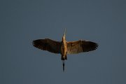 DPPhotography - Turkey - Purple heron - D