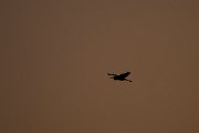 DPPhotography - Turkey - Purple heron - E