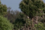 DPPhotography - Turkey - Red-backed shrike - B