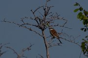 DPPhotography - Turkey - Red-backed shrike - C