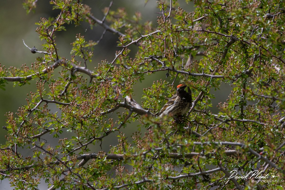 DPPhotography - Turkey - Red-fronted serin - A.jpg - Red-fronted serin - Cimikoy meadows, Antalya, Turkey