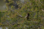 DPPhotography - Turkey - Red-fronted serin - A