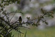 DPPhotography - Turkey - Red-fronted serin - B