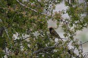 DPPhotography - Turkey - Red-fronted serin - C