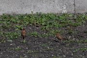 DPPhotography - Turkey - Red-throated pipit - A