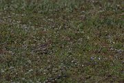 DPPhotography - Turkey - Red-throated pipit - B