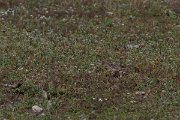 DPPhotography - Turkey - Red-throated pipit - C
