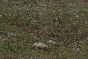 DPPhotography - Turkey - Red-throated pipit - D