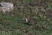 DPPhotography - Turkey - Red-throated pipit - E
