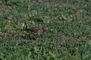 DPPhotography - Turkey - Red-throated pipit - F