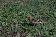DPPhotography - Turkey - Red-throated pipit - G
