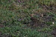 DPPhotography - Turkey - Red-throated pipit - H