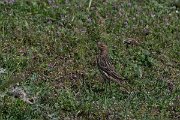 DPPhotography - Turkey - Red-throated pipit - I