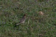 DPPhotography - Turkey - Red-throated pipit - J