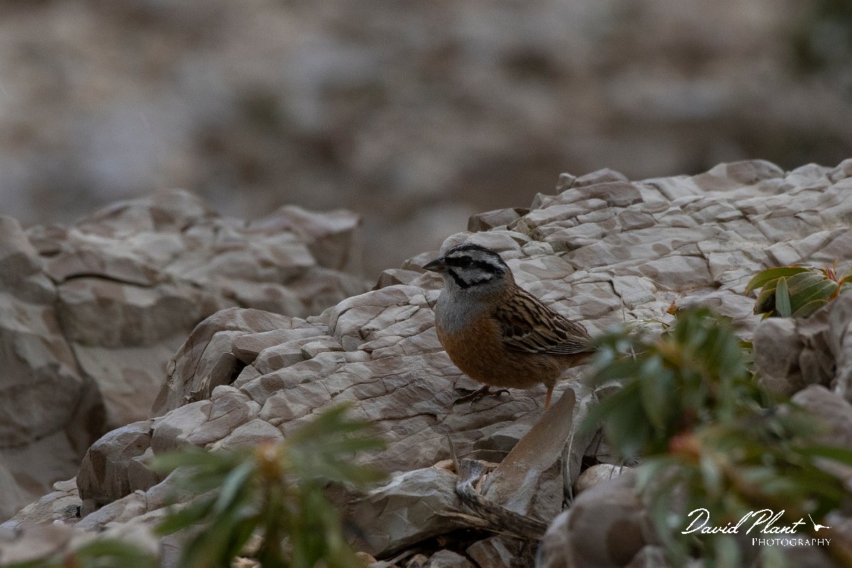 DPPhotography - Turkey - Rock bunting - A.jpg - Rock bunting - Cimikoy plateau, Antalya, Turkey