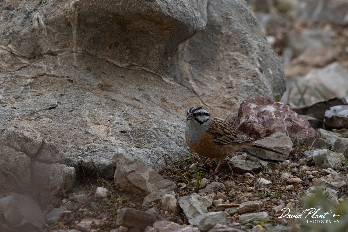 DPPhotography - Turkey - Rock bunting - C.jpg - Rock bunting - Cimikoy plateau, Antalya, Turkey