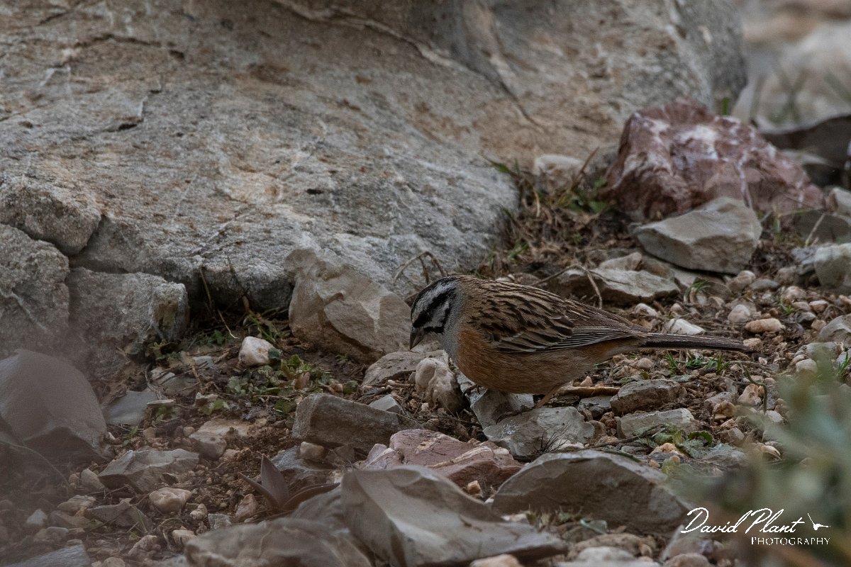 DPPhotography - Turkey - Rock bunting - D.jpg - Rock bunting - Cimikoy plateau, Antalya, Turkey