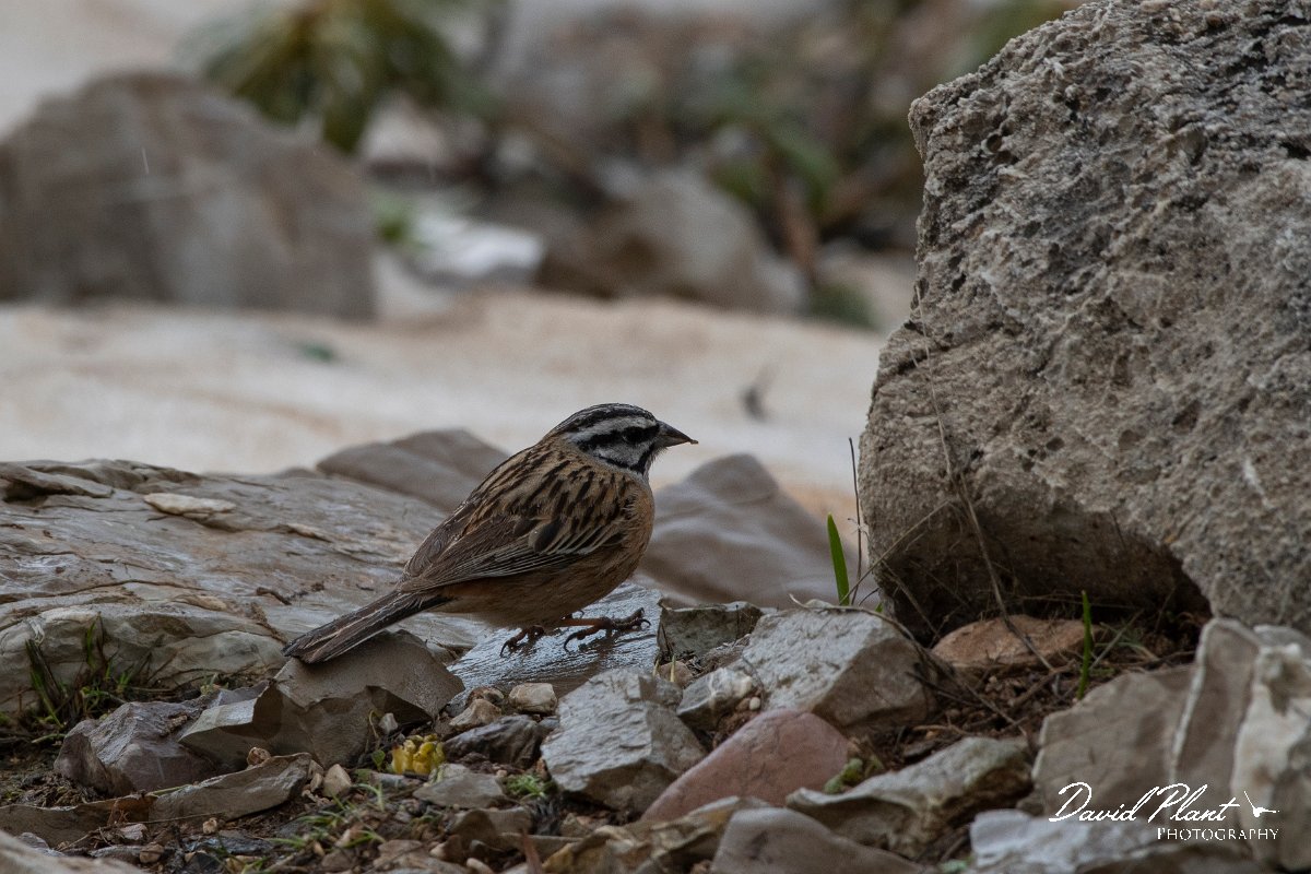 DPPhotography - Turkey - Rock bunting - E.jpg - Rock bunting - Cimikoy plateau, Antalya, Turkey