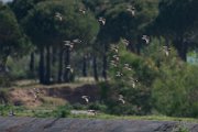 DPPhotography - Turkey - Ruff - A